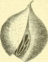 An illustration from Die wissenschaftliche Ausbildung des Apothekerlehrlings und seine Vorbereitung zum Gehülfenexamen : mit Rücksicht auf die neuesten Anforderungen (1884)