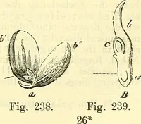 An illustration from Die wissenschaftliche Ausbildung des Apothekerlehrlings und seine Vorbereitung zum Gehülfenexamen : mit Rücksicht auf die neuesten Anforderungen (1884)