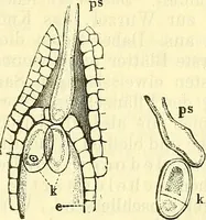 An illustration from Die wissenschaftliche Ausbildung des Apothekerlehrlings und seine Vorbereitung zum Gehülfenexamen : mit Rücksicht auf die neuesten Anforderungen (1884)