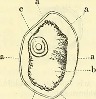 An illustration from Die wissenschaftliche Ausbildung des Apothekerlehrlings und seine Vorbereitung zum Gehülfenexamen : mit Rücksicht auf die neuesten Anforderungen (1884)