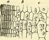 An illustration from Die wissenschaftliche Ausbildung des Apothekerlehrlings und seine Vorbereitung zum Gehülfenexamen : mit Rücksicht auf die neuesten Anforderungen (1884)