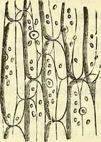 An illustration from Die wissenschaftliche Ausbildung des Apothekerlehrlings und seine Vorbereitung zum Gehülfenexamen : mit Rücksicht auf die neuesten Anforderungen (1884)