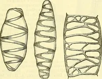 An illustration from Die wissenschaftliche Ausbildung des Apothekerlehrlings und seine Vorbereitung zum Gehülfenexamen : mit Rücksicht auf die neuesten Anforderungen (1884)