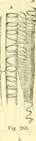 An illustration from Die wissenschaftliche Ausbildung des Apothekerlehrlings und seine Vorbereitung zum Gehülfenexamen : mit Rücksicht auf die neuesten Anforderungen (1884)