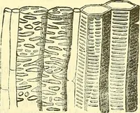An illustration from Die wissenschaftliche Ausbildung des Apothekerlehrlings und seine Vorbereitung zum Gehülfenexamen : mit Rücksicht auf die neuesten Anforderungen (1884)