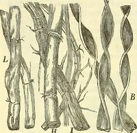 An illustration from Die wissenschaftliche Ausbildung des Apothekerlehrlings und seine Vorbereitung zum Gehülfenexamen : mit Rücksicht auf die neuesten Anforderungen (1884)
