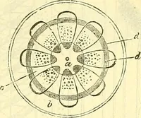 An illustration from Die wissenschaftliche Ausbildung des Apothekerlehrlings und seine Vorbereitung zum Gehülfenexamen : mit Rücksicht auf die neuesten Anforderungen (1884)