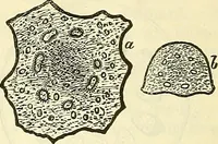 An illustration from Die wissenschaftliche Ausbildung des Apothekerlehrlings und seine Vorbereitung zum Gehülfenexamen : mit Rücksicht auf die neuesten Anforderungen (1884)