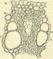 An illustration from Die wissenschaftliche Ausbildung des Apothekerlehrlings und seine Vorbereitung zum Gehülfenexamen : mit Rücksicht auf die neuesten Anforderungen (1884)