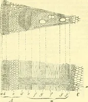 An illustration from Die wissenschaftliche Ausbildung des Apothekerlehrlings und seine Vorbereitung zum Gehülfenexamen : mit Rücksicht auf die neuesten Anforderungen (1884)