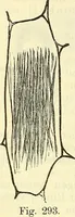 An illustration from Die wissenschaftliche Ausbildung des Apothekerlehrlings und seine Vorbereitung zum Gehülfenexamen : mit Rücksicht auf die neuesten Anforderungen (1884)