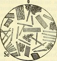 An illustration from Die wissenschaftliche Ausbildung des Apothekerlehrlings und seine Vorbereitung zum Gehülfenexamen : mit Rücksicht auf die neuesten Anforderungen (1884)