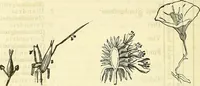 An illustration from Die wissenschaftliche Ausbildung des Apothekerlehrlings und seine Vorbereitung zum Gehülfenexamen : mit Rücksicht auf die neuesten Anforderungen (1884)