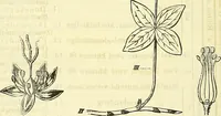 An illustration from Die wissenschaftliche Ausbildung des Apothekerlehrlings und seine Vorbereitung zum Gehülfenexamen : mit Rücksicht auf die neuesten Anforderungen (1884)