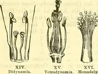 An illustration from Die wissenschaftliche Ausbildung des Apothekerlehrlings und seine Vorbereitung zum Gehülfenexamen : mit Rücksicht auf die neuesten Anforderungen (1884)