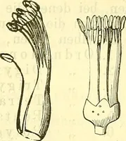 An illustration from Die wissenschaftliche Ausbildung des Apothekerlehrlings und seine Vorbereitung zum Gehülfenexamen : mit Rücksicht auf die neuesten Anforderungen (1884)