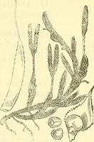 An illustration from Die wissenschaftliche Ausbildung des Apothekerlehrlings und seine Vorbereitung zum Gehülfenexamen : mit Rücksicht auf die neuesten Anforderungen (1884)