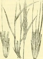 An illustration from Die wissenschaftliche Ausbildung des Apothekerlehrlings und seine Vorbereitung zum Gehülfenexamen : mit Rücksicht auf die neuesten Anforderungen (1884)