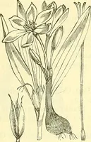 An illustration from Die wissenschaftliche Ausbildung des Apothekerlehrlings und seine Vorbereitung zum Gehülfenexamen : mit Rücksicht auf die neuesten Anforderungen (1884)