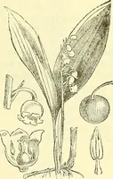 An illustration from Die wissenschaftliche Ausbildung des Apothekerlehrlings und seine Vorbereitung zum Gehülfenexamen : mit Rücksicht auf die neuesten Anforderungen (1884)
