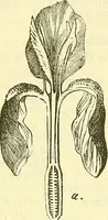 An illustration from Die wissenschaftliche Ausbildung des Apothekerlehrlings und seine Vorbereitung zum Gehülfenexamen : mit Rücksicht auf die neuesten Anforderungen (1884)