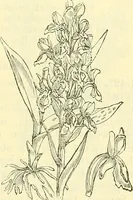An illustration from Die wissenschaftliche Ausbildung des Apothekerlehrlings und seine Vorbereitung zum Gehülfenexamen : mit Rücksicht auf die neuesten Anforderungen (1884)
