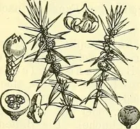 An illustration from Die wissenschaftliche Ausbildung des Apothekerlehrlings und seine Vorbereitung zum Gehülfenexamen : mit Rücksicht auf die neuesten Anforderungen (1884)