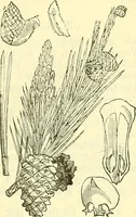 An illustration from Die wissenschaftliche Ausbildung des Apothekerlehrlings und seine Vorbereitung zum Gehülfenexamen : mit Rücksicht auf die neuesten Anforderungen (1884)