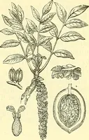 An illustration from Die wissenschaftliche Ausbildung des Apothekerlehrlings und seine Vorbereitung zum Gehülfenexamen : mit Rücksicht auf die neuesten Anforderungen (1884)