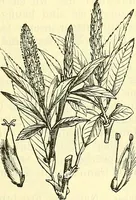 An illustration from Die wissenschaftliche Ausbildung des Apothekerlehrlings und seine Vorbereitung zum Gehülfenexamen : mit Rücksicht auf die neuesten Anforderungen (1884)