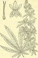 An illustration from Die wissenschaftliche Ausbildung des Apothekerlehrlings und seine Vorbereitung zum Gehülfenexamen : mit Rücksicht auf die neuesten Anforderungen (1884)