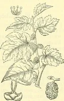 An illustration from Die wissenschaftliche Ausbildung des Apothekerlehrlings und seine Vorbereitung zum Gehülfenexamen : mit Rücksicht auf die neuesten Anforderungen (1884)