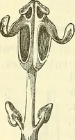 An illustration from Die wissenschaftliche Ausbildung des Apothekerlehrlings und seine Vorbereitung zum Gehülfenexamen : mit Rücksicht auf die neuesten Anforderungen (1884)