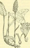 An illustration from Die wissenschaftliche Ausbildung des Apothekerlehrlings und seine Vorbereitung zum Gehülfenexamen : mit Rücksicht auf die neuesten Anforderungen (1884)