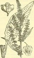 An illustration from Die wissenschaftliche Ausbildung des Apothekerlehrlings und seine Vorbereitung zum Gehülfenexamen : mit Rücksicht auf die neuesten Anforderungen (1884)