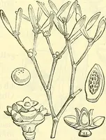 An illustration from Die wissenschaftliche Ausbildung des Apothekerlehrlings und seine Vorbereitung zum Gehülfenexamen : mit Rücksicht auf die neuesten Anforderungen (1884)
