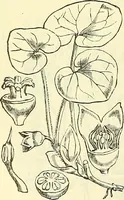 An illustration from Die wissenschaftliche Ausbildung des Apothekerlehrlings und seine Vorbereitung zum Gehülfenexamen : mit Rücksicht auf die neuesten Anforderungen (1884)