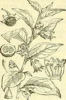 An illustration from Die wissenschaftliche Ausbildung des Apothekerlehrlings und seine Vorbereitung zum Gehülfenexamen : mit Rücksicht auf die neuesten Anforderungen (1884)