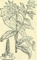 An illustration from Die wissenschaftliche Ausbildung des Apothekerlehrlings und seine Vorbereitung zum Gehülfenexamen : mit Rücksicht auf die neuesten Anforderungen (1884)