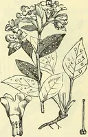 An illustration from Die wissenschaftliche Ausbildung des Apothekerlehrlings und seine Vorbereitung zum Gehülfenexamen : mit Rücksicht auf die neuesten Anforderungen (1884)