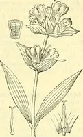 An illustration from Die wissenschaftliche Ausbildung des Apothekerlehrlings und seine Vorbereitung zum Gehülfenexamen : mit Rücksicht auf die neuesten Anforderungen (1884)