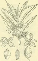 An illustration from Die wissenschaftliche Ausbildung des Apothekerlehrlings und seine Vorbereitung zum Gehülfenexamen : mit Rücksicht auf die neuesten Anforderungen (1884)