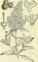 An illustration from Die wissenschaftliche Ausbildung des Apothekerlehrlings und seine Vorbereitung zum Gehülfenexamen : mit Rücksicht auf die neuesten Anforderungen (1884)