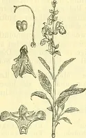 An illustration from Die wissenschaftliche Ausbildung des Apothekerlehrlings und seine Vorbereitung zum Gehülfenexamen : mit Rücksicht auf die neuesten Anforderungen (1884)