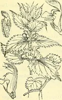 An illustration from Die wissenschaftliche Ausbildung des Apothekerlehrlings und seine Vorbereitung zum Gehülfenexamen : mit Rücksicht auf die neuesten Anforderungen (1884)