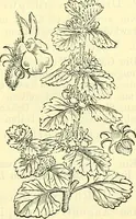 An illustration from Die wissenschaftliche Ausbildung des Apothekerlehrlings und seine Vorbereitung zum Gehülfenexamen : mit Rücksicht auf die neuesten Anforderungen (1884)