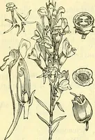 An illustration from Die wissenschaftliche Ausbildung des Apothekerlehrlings und seine Vorbereitung zum Gehülfenexamen : mit Rücksicht auf die neuesten Anforderungen (1884)