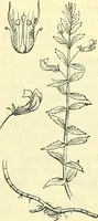 An illustration from Die wissenschaftliche Ausbildung des Apothekerlehrlings und seine Vorbereitung zum Gehülfenexamen : mit Rücksicht auf die neuesten Anforderungen (1884)