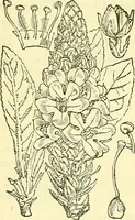 An illustration from Die wissenschaftliche Ausbildung des Apothekerlehrlings und seine Vorbereitung zum Gehülfenexamen : mit Rücksicht auf die neuesten Anforderungen (1884)