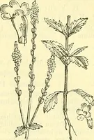 An illustration from Die wissenschaftliche Ausbildung des Apothekerlehrlings und seine Vorbereitung zum Gehülfenexamen : mit Rücksicht auf die neuesten Anforderungen (1884)
